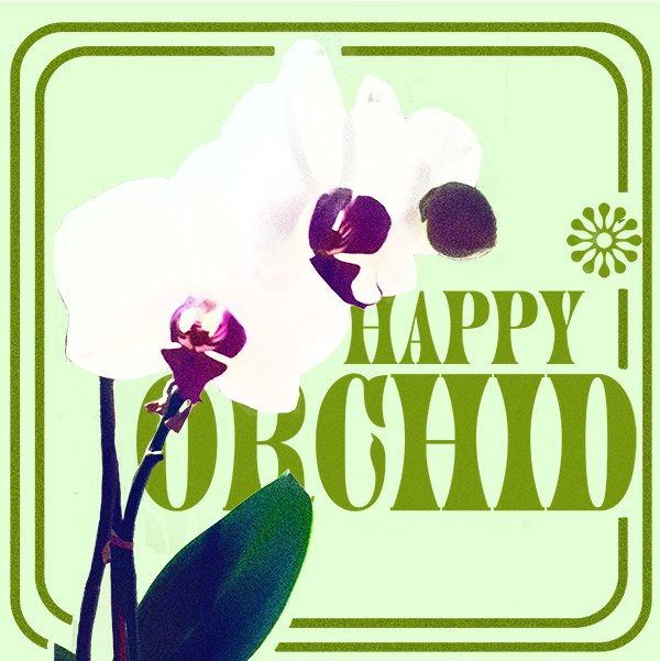plant-orchid-photoshop plant orchid photo editing photoshop